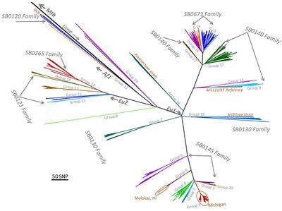 Whole Genome Sequencing of Mycobacterium bovis Isolated From Livestock in the United States, 1989–2018